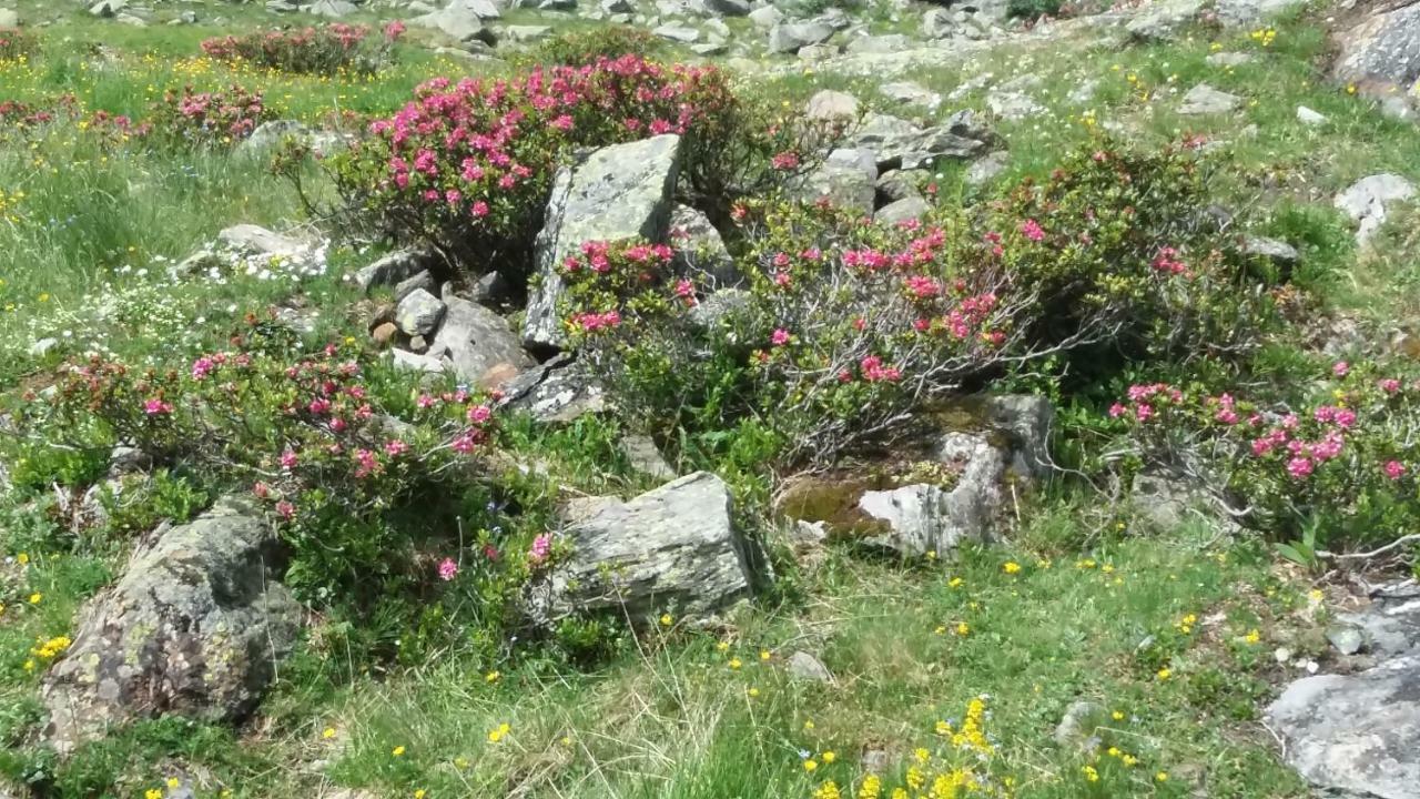 Haus Elisabeth Daire Mittersill Dış mekan fotoğraf